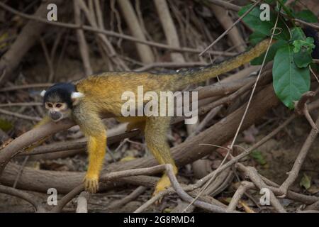 Nahaufnahme des goldenen Eichhörnchen-Affen (Saimiri sciureus), der auf dem Zweig Pampas del Yacuma, Bolivien, ruht. Stockfoto
