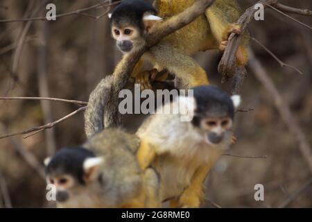 Nahaufnahme Porträt der Gruppe des goldenen Eichhörnchen Affen (Saimiri sciureus) spielen auf Zweig Pampas del Yacuma, Bolivien. Stockfoto