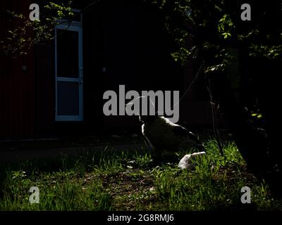 Ein Hund wartet auf den Besitzer in der Nähe der Tür des Ladens. Ein von der Sonne angestrahlter Hund bewacht die Tasche des Besitzers. Stockfoto