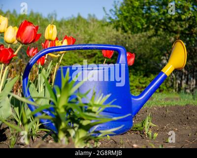 Gartenbewässerung kann auf dem Boden neben den Tulpen stehen. Gartenarbeit auf einem persönlichen Bereich eines Landhauses. Stockfoto