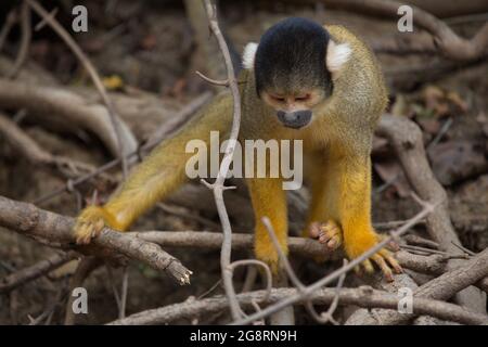 Nahaufnahme Porträt des goldenen Eichhörnchen Affen (Saimiri sciureus) über Zweige verteilt spielen Pampas del Yacuma, Bolivien. Stockfoto
