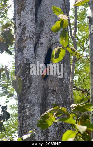 Scharlachrote Ara in einem Baum in einem Regenwald in Costa Rica Stockfoto