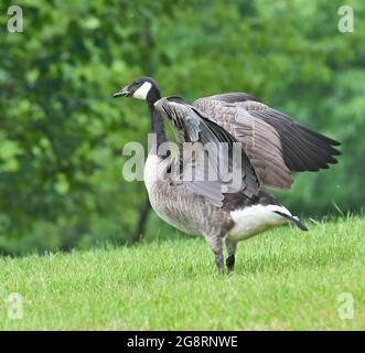 Schöne Kanadagans, die ihre Flügel ausbreitet. Stockfoto