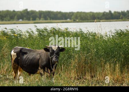 Eine Kuh, die auf dem Hintergrund eines Schilfrohrs steht, das am Ufer eines vorstädtischen Sees in der Nähe einer Landstraße wächst. Stockfoto