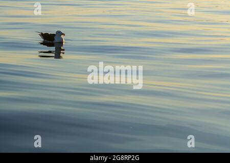 Eine Möwe schwimmt ruhig auf der Wasseroberfläche des Ozeans. Das Konzept eines erholsamen Urlaubs auf einer Seereise. Stockfoto