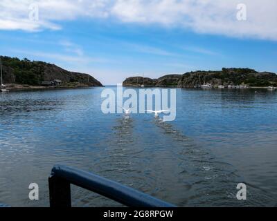 Ein Paar Vögel, die aus der Lagune abheben. Die Familie Sea reist um die Welt. Stockfoto