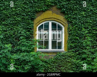 Das Fenster des Hauses, von allen Seiten mit Efeu bedeckt. Wohnungsrenovierungskonzept in alten europäischen Städten. Stockfoto