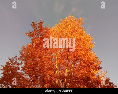 Orangefarbene und rote Kronen von Herbstbäumen am Himmel. Helles, mehrfarbiger Herbstlaub auf riesigen Pappeln im Park. Stockfoto