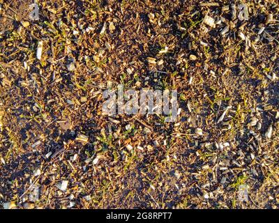 Hintergrund mit grünem Gras und Holzsägemehl auf dem Boden liegen. Hintergrund aus natürlichem Material mit rauer verschmutzter Oberfläche. Stockfoto