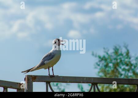 Eine weinende Möwe mit offenem Mund sitzt am Zaun der Küste. Stockfoto