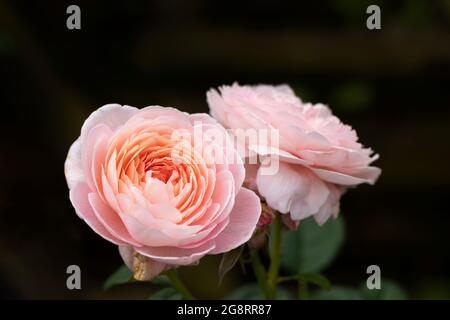 Nahaufnahme einer schönen hellrosa Rose namens Rosa Queen of Sweden, die in Großbritannien blüht. Eine Rose von David Austin blüht. Stockfoto