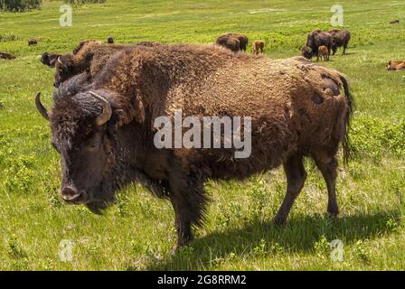 Black Hills, Keystone, SD, USA - 31. Mai 2008: Custer State Park. Nahaufnahme eines großen braunen Bison-Bullen, der auf Gras steht, mit mehr Bisons im Rücken. Stockfoto