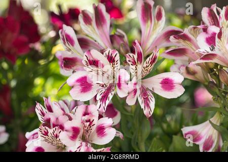 Nahaufnahme der hellen Alstroemeria Inticancha White Pink Blush, die in Großbritannien blüht Stockfoto