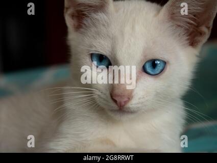 Junge weiße Katze mit hellblauen Augen und sanftem Blick auf die Kamera. Haustiere mit weißem Fell. Stockfoto
