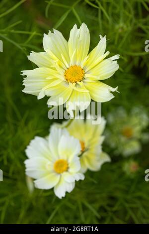 Nahaufnahme von Cosmos bipinnatus Xanthos eine wunderschöne hellgelbe Gartenblume, die im Sommer in Großbritannien blüht Stockfoto