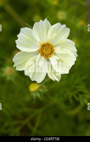 Nahaufnahme von Cosmos bipinnatus Xanthos eine wunderschöne hellgelbe Gartenblume, die im Sommer in Großbritannien blüht Stockfoto