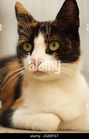 maneki neko tricolor Katze Porträt im Freien, Gesicht Nahaufnahme. Stockfoto