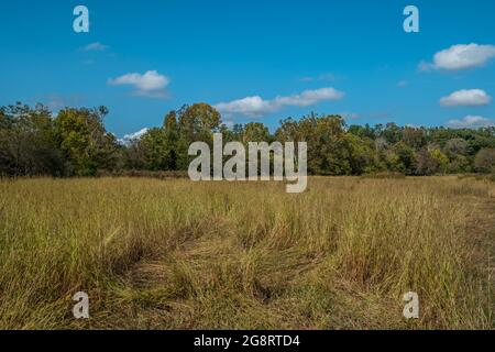 Ein Feld voller großer, reifer Gräser, goldfarben mit Samen und bunten Wäldern im Hintergrund an einem sonnigen, warmen Herbsttag Stockfoto