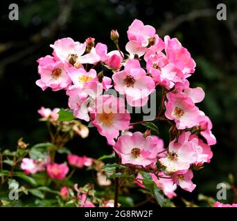 Eine Gruppe von Oinkblüten des Rosa-Rosy-Kissens Stockfoto