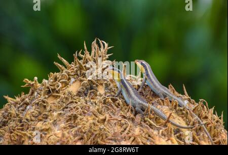 Montane gesprenkelte Skinks, auch bekannt als gesprenkelte Felsskinks, Trachylepis punctatissima, Eidechsen auf einer Zykadenkrone in Simbabwe. Stockfoto