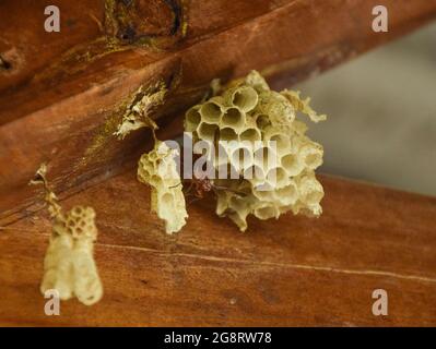 Wespe baut ihr Nest auf den Holzplanken eines Pavillons in Simbabwe. Stockfoto