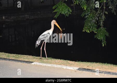 Störche sind große, langbeinige, langhalsige Watvögel mit langen, starken Scheinen. Sie gehören zur Familie der Ciconiidae und bilden den Orden Ciconiiformes. Ciconiiformes umfasste zuvor eine Reihe anderer Familien, wie Reiher und Ibisse, aber diese Familien wurden in andere Orden versetzt. Colombo, Sri Lanka. Stockfoto