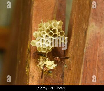 Wespe baut ihr Nest auf den Holzplanken eines Pavillons in Simbabwe. Stockfoto