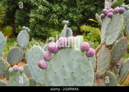 Kaktus aus Kaktus mit Kaktus aus Kaktus in einem botanischen Garten Stockfoto