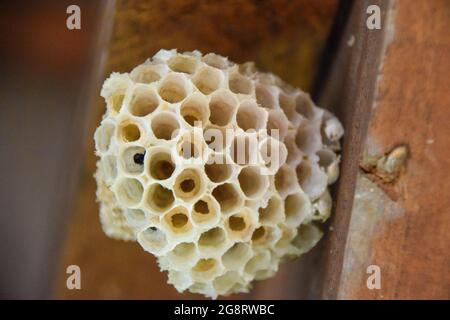 Wespe baut ihr Nest auf den Holzplanken eines Pavillons in Simbabwe. Stockfoto