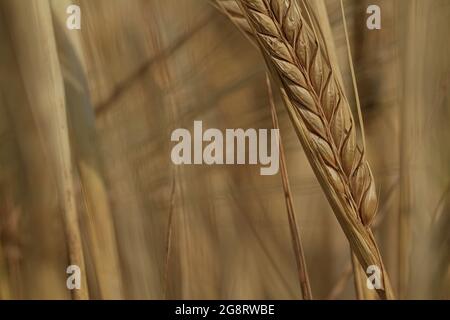 Ein goldgelbes Gerstenohr in Nahaufnahme auf einem Feld an einem sonnigen Tag. Hordeum vulgare, Gerste. Speicherplatz kopieren. Gerstenernte. Reife goldene Ähre von Gerste. Stockfoto