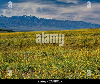 Desert Sunflowers, Panamint Range, Death Valley National Park, Kalifornien Stockfoto