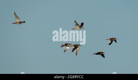 Rotschenkel, Tringa totanus, Vogelgruppe im Flug gegen blauen Himmel, Hampshire, Juli 2021 Stockfoto