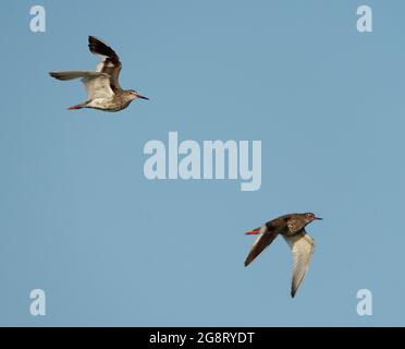 Rotschenkel, Tringa totanus, zwei Vögel im Flug gegen blauen Himmel, Hampshire, Juli 2021 Stockfoto