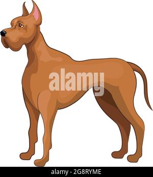 Realistischer Hund Dobermann Pinscher Rasse weißen Hintergrund - Vektor-Illustration Stock Vektor