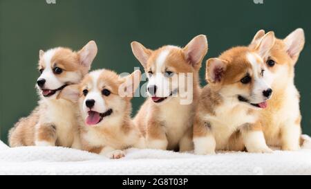 Pembroke Welsh Corgi Dog Draußen Stockfoto