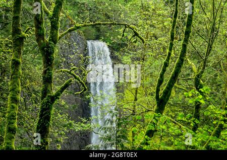 Latourell fällt, Columbia River Gorge National Scenic Area, Oregon, USA Stockfoto