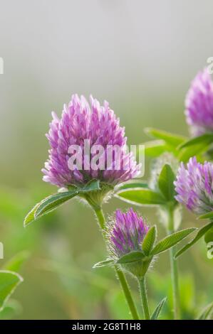 Rotklee, Trifolium pratense. Stockfoto