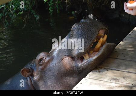 Domestiziertes und Haustier Hippo nannte Jessica in Hoedspruit Südafrika Stockfoto