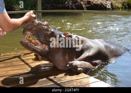 Domestiziertes und Haustier Hippo nannte Jessica in Hoedspruit Südafrika Stockfoto