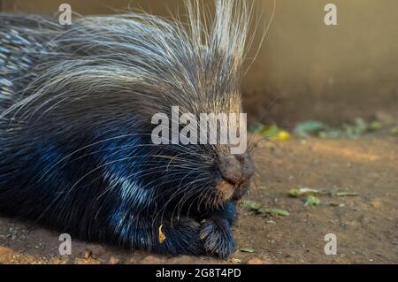 Cape Stachelschweine oder südafrikanische Stachelschweine ( HYSTRIX africaeaustralis ) in einem Zoo mit weißen Stacheln und Stockfoto
