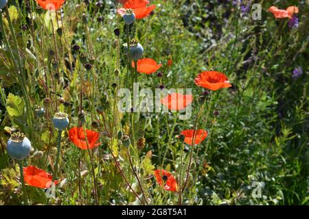 Wildblumen einschließlich Mohnblumen und Gräser Stockfoto