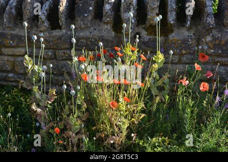 Wildblumen, einschließlich leuchtend roter Mohnblumen, wachsen vor einer alten Steinmauer Stockfoto