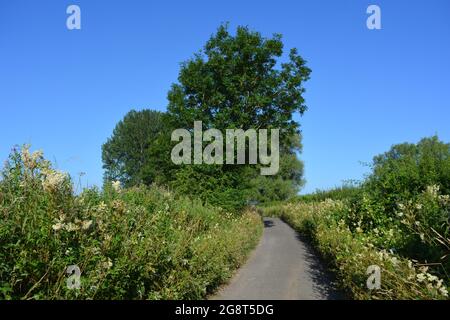 Landstraße mit wilden Blumen in den Hecken, am frühen Morgen an einem sonnigen Sommertag, East Chinnock, Somerset, England Stockfoto