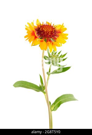 Gaillardia Blumen isoliert auf weißem Hintergrund. Wunderschöne Sommerblumen. Stockfoto