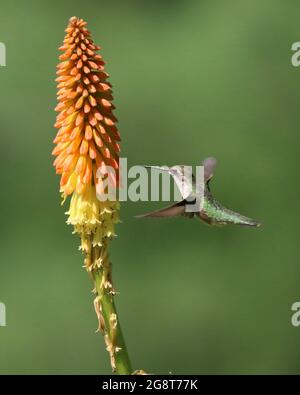 Weiblicher rubinghalsier Kolibri, der im Sommer eine kniphofia-Blüte besucht, um sich von Nektar zu ernähren Stockfoto