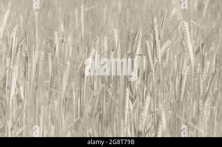 Feld gesät mit Weizen bereit zur Ernte, La Pampa Provinz , Patagonien , Argentinien. Stockfoto