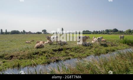 Eine Gruppe von Kühen und Kälbern aus Jersey, die im Sommer auf einer Wiese liegen Stockfoto