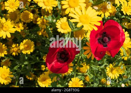 Im Naturschutzgebiet Pinn Meadows, Eastcote UK, wachsen im Gras eine Vielzahl von bunten Wildblumen, darunter gelbe Maismohnblumen und rote Mohnblumen Stockfoto