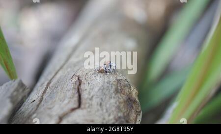 Seitenansicht einer männlichen maratus volans Spinne Stockfoto