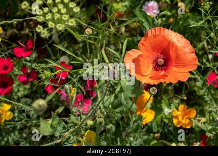 Im Naturschutzgebiet Pinn Meadows, Eastcote UK, wachsen im Gras eine Vielzahl von bunten Wildblumen, darunter gelbe Maismohnblumen und rote Mohnblumen Stockfoto